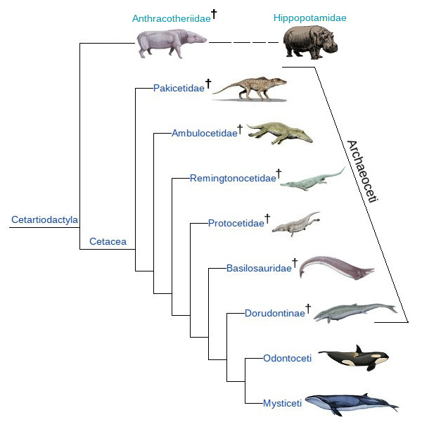 Phylogeny of Cetartiodactyla