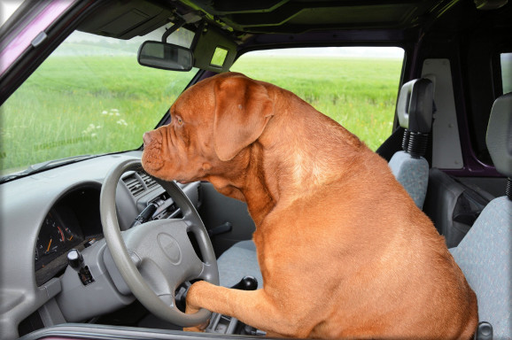 A dog driving a car